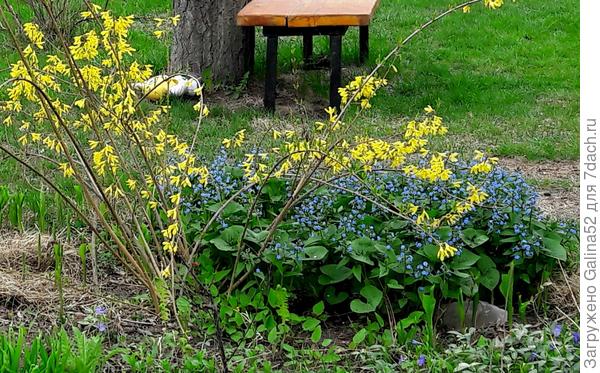 форзиция красива с бруннерой