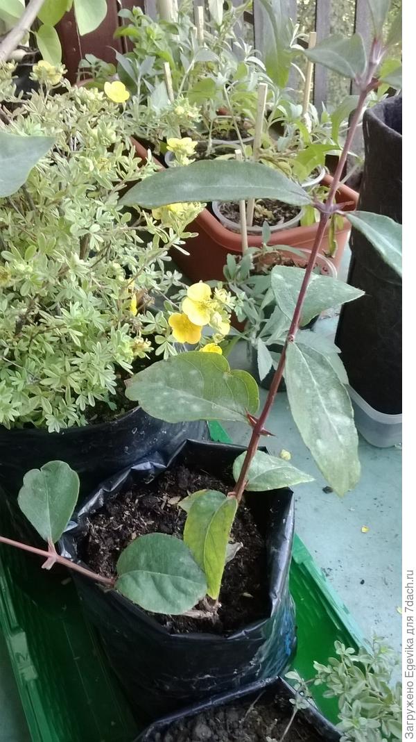 жимолость амфора