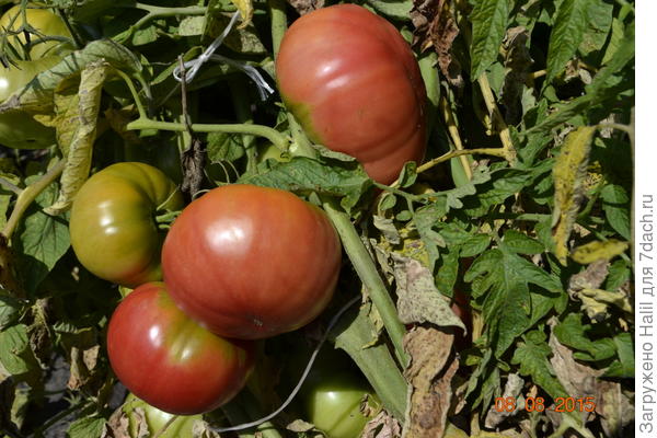 А эти плоды прошлого года.