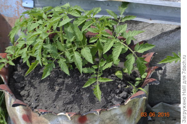 Тоже самоё,посадил возле стены,чтобы можно было подвязать.