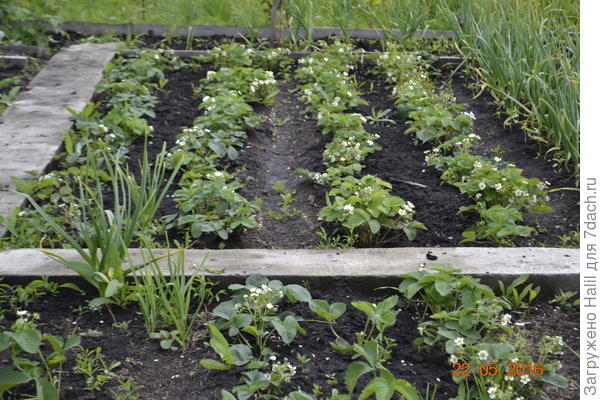 На этом фото успели собрать урожай,затем всё пропало,перекопал,собрал личинки вручную,посыпал суперфосфат и посеял горчицу.