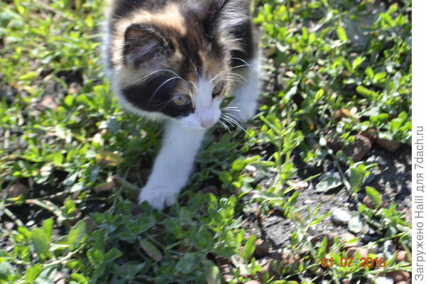 Любимица внуков.