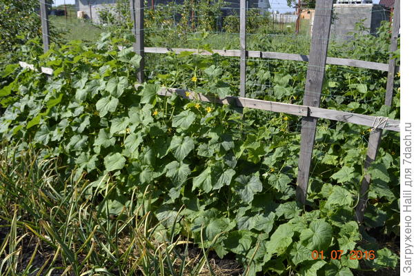 Фото сделано в июле,а сейчас ботва тоже желтеет,хотя и даёт плоды.