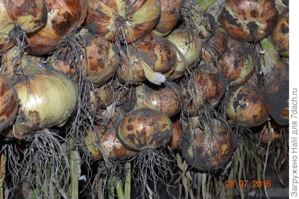 Результат осеней посадки.Урожай 2016 года.