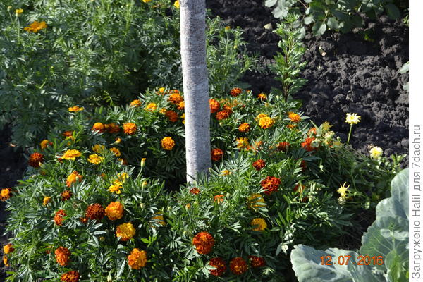 У деревьев вокруг ствола сажаю бархатцы.