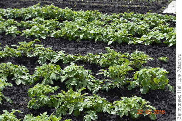 Тоже картофель.