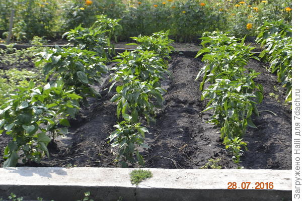 Болгарский перец после уборки чеснока.