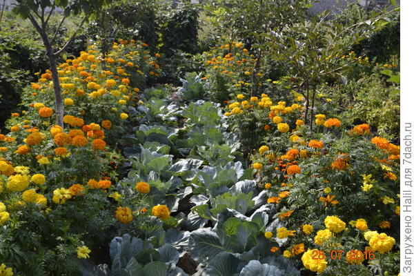 А вообще бархатцы сажаю много,а осенью мульчирую малину,крыжовник, смородину,ежевику.