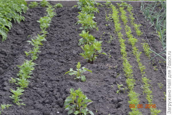 Морковь,цветы георгины и бархатцы.