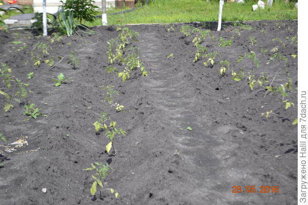 Томаты высажены в бороздку.