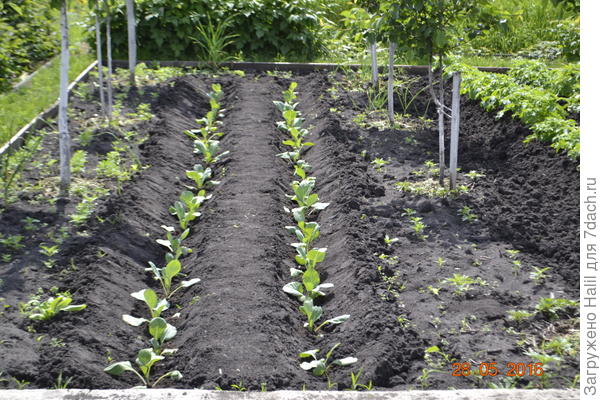 Капуста высажена в бороздку,а верхняя фото эта же бороздка,но капуста подрастала.