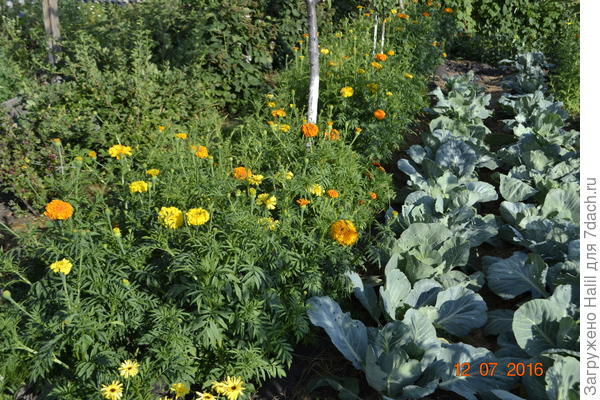 Вот такая капуста выросла.