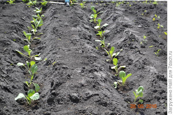 Так же сажаю капусту,затем по мере роста окучиваю.