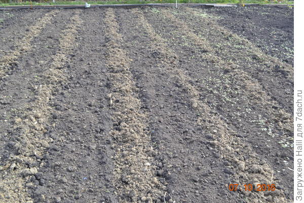 Посажен чеснок и лук,замульчирован навозом-перегноем.Светлый ряд посыпан навоз,темнее навоз-перегной.Весной в светлый ряд высажу рассаду помидор и болгарского перца.