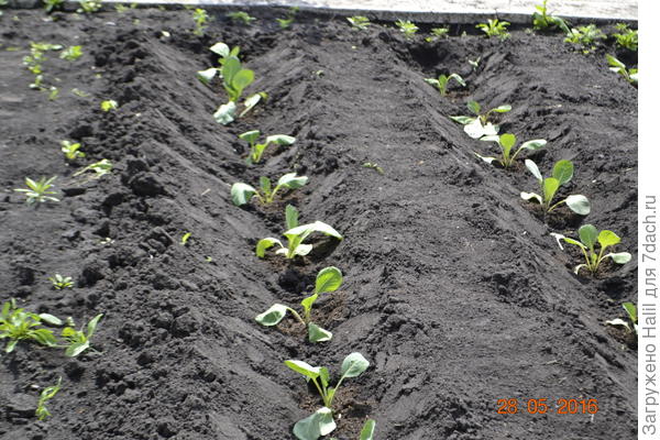 Капуста посажена в бороздку,поливаю по бороздке,по мере роста капусты окучиваю и бугорок уходит для окучивания и получается бороздка для полива.