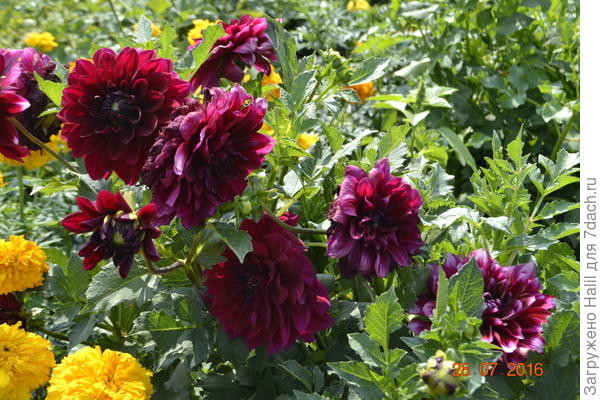 Георгины и бархатцы.