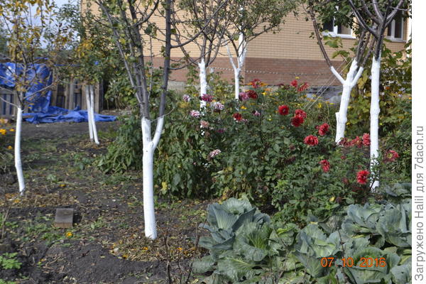 Георгины в саду.