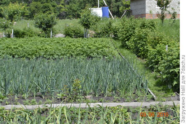 А вот между луком и малиной земляная дорожка ,правда засеяно газонной травой,чтобы внуки могли ходить босиком.