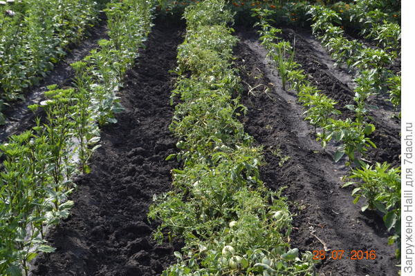 После уборки лука растет цветы астры,помидоры и перец.