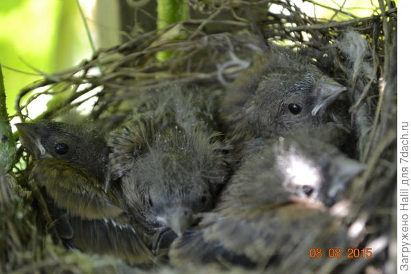 А эти птенцы на огурцах прошлого года.