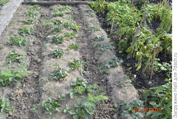 А в бороздках навоз.Клубнику подготовил к зимовке.