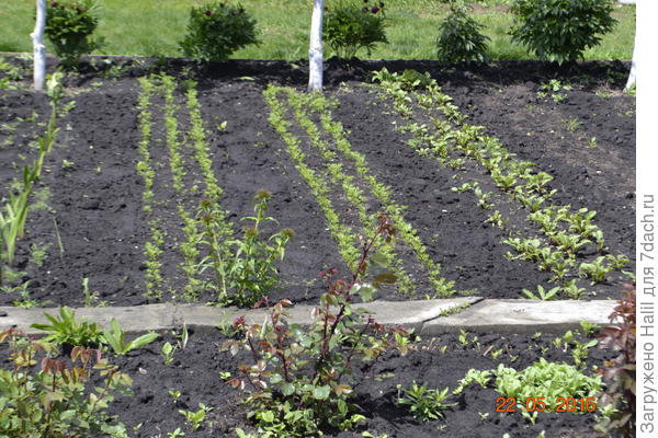 На этих грядках посеяны морковь,свекла.Между рядами сделаю бороздки для полива.