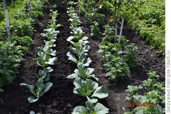 А здесь подрастал окучивал и ещё раз окучую и появиться бороздка.