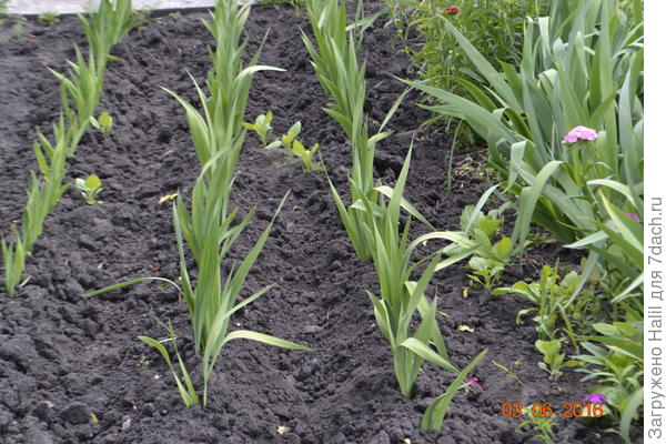 В этой грядки сделал бороздку для полива.