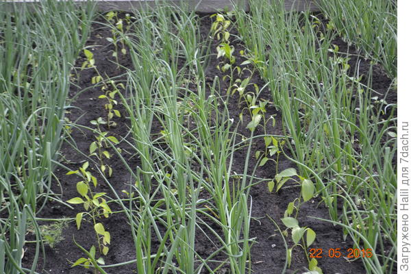 Осенью был посажен лук,а весной посадил рассаду болгарского перца,после уборки лука сделаю бороздки для полива.