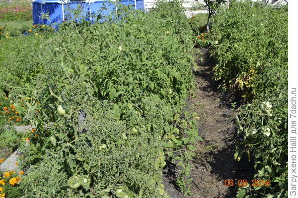 Помидоры выросли.