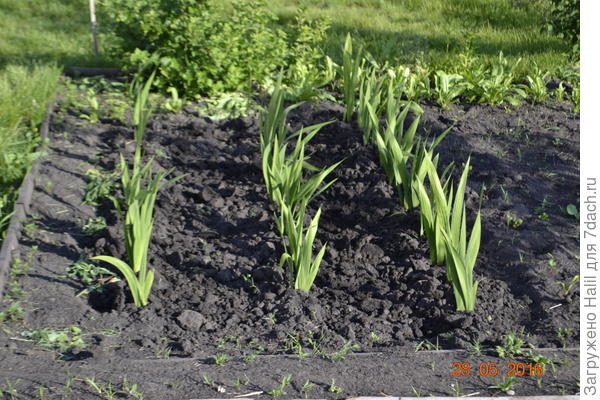 Тоже самое но подрасли.