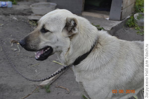 А эта наша Герда.