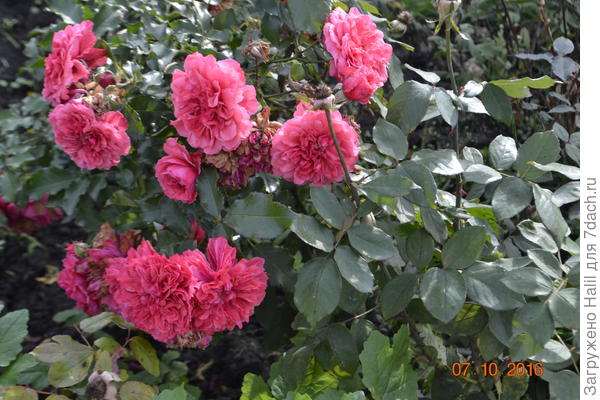 Эта роза бордюрная.