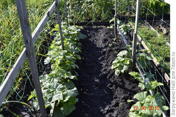 Иногда бороздку посыпаю навоз-перегной.