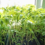 Сею семена в ящички.