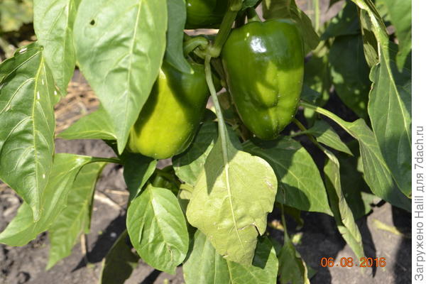Вот такие у меня были перцы в прошлом году.