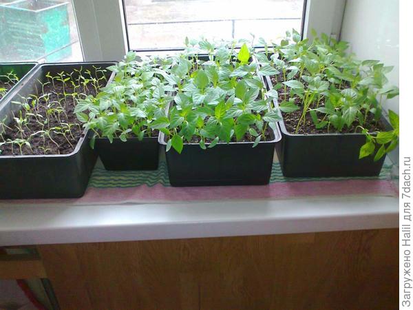 Слева два ящичка помидоры,а три перец.Эти рассады прошлого года.