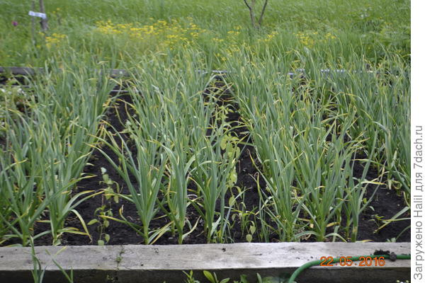 Вот так будет выглядит весной.