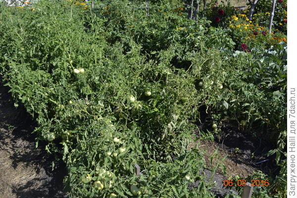 А эти помидоры в открытом грунте.