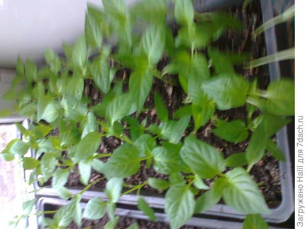 тоже перец подрос