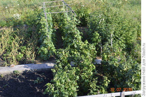 На фото переднем плане смородина.