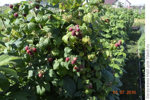 Малина спеет.