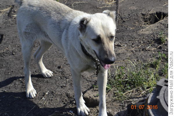 А эти наши любимцы.