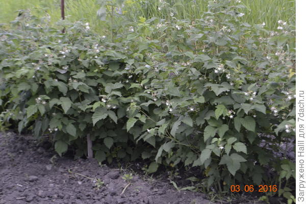 Ежевика цветет.