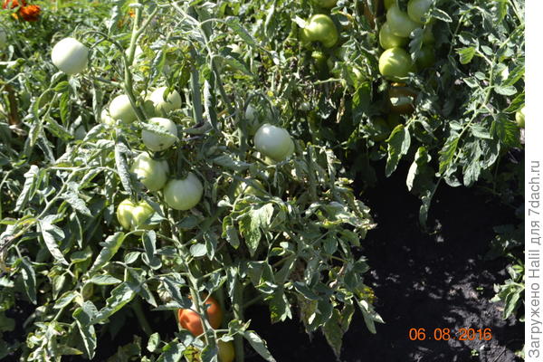 Плоды начинают зреть.