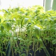 Вот здесь видно ящички полные,засыпано грунтом.