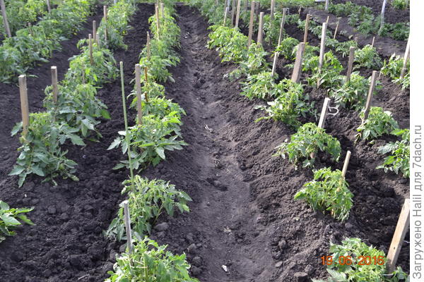 Вот так сажаю рассаду в открытый грунт.И по мере роста рассаду окучиваю.И поливаю по бороздкам