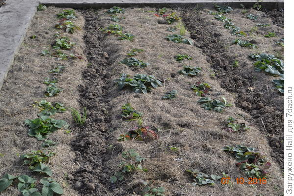 В бороздке навоз укладывал осеню 2016 года.