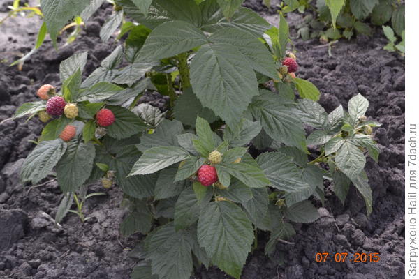 Здесь клубника 2015 года.
