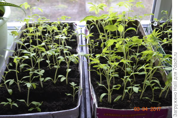 При закладки грунта в ящички положил много грунта,для подсыпки грунта место мало и поэтому вставил кордонную вставку,чтобы можно было ещё подсыпать грунт.